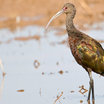 White-faced Ibis